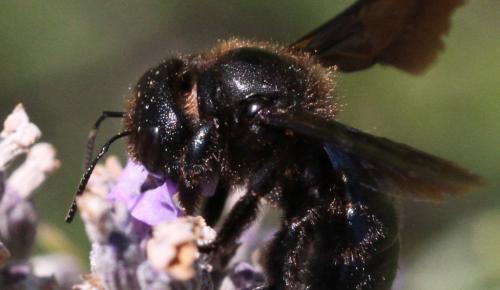 Xylocopa sp.